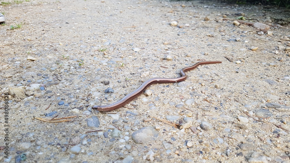 lizard on the ground