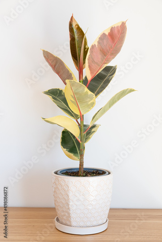 Obraz na płótnie Ficus elastica Tineke plant with beautiful variegated leaves w salonie