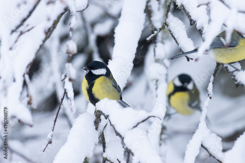 Great tits in the middle of snowy branches in wintry boreal forest 