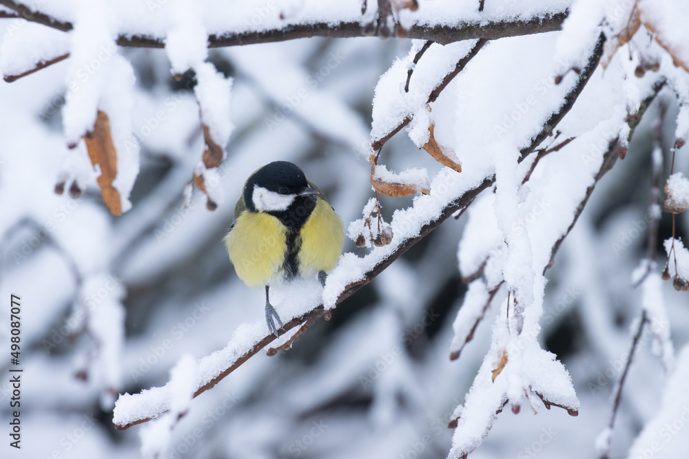 Common European songbird Great tit perched on a snowy branch in the middle of wintry boreal forest Common European songbird Great tit perched on a snowy branch in the middle of wintry boreal forest