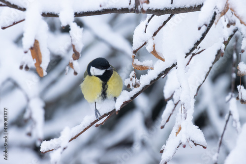 Common European songbird Great tit perched on a snowy branch in the middle of wintry boreal forest 