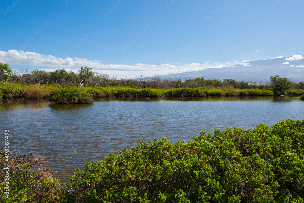 wetlands of kealia pond wildlife refuge in maui wetlands of kealia pond wildlife refuge in maui