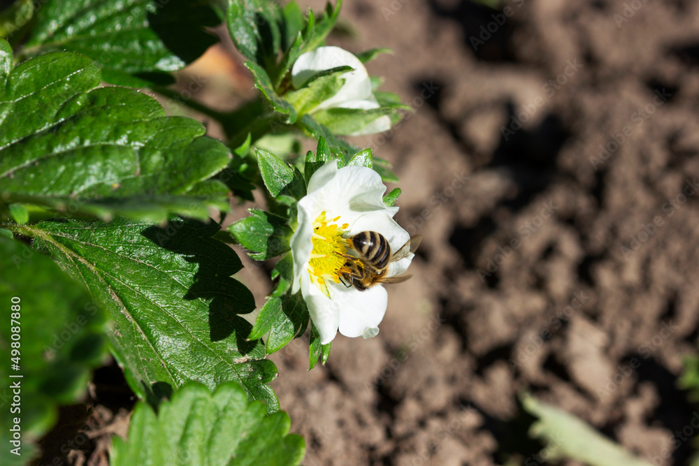 Blooming strawberries in the garden, a bee pollinates flowers.
