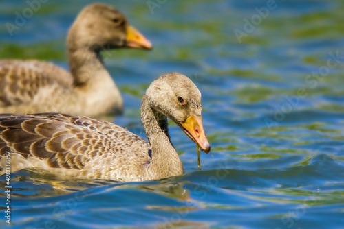 Cute Goslings swimming in lake