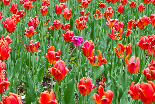 Tulipes