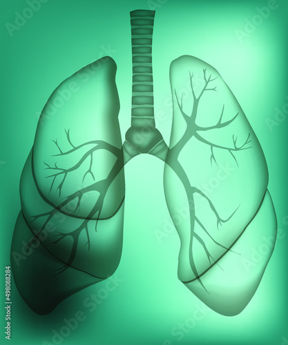 The illustration of human lungs in the x-ray image. The picture can be useful for advertising materials of medical and science companies. Vector illustration.