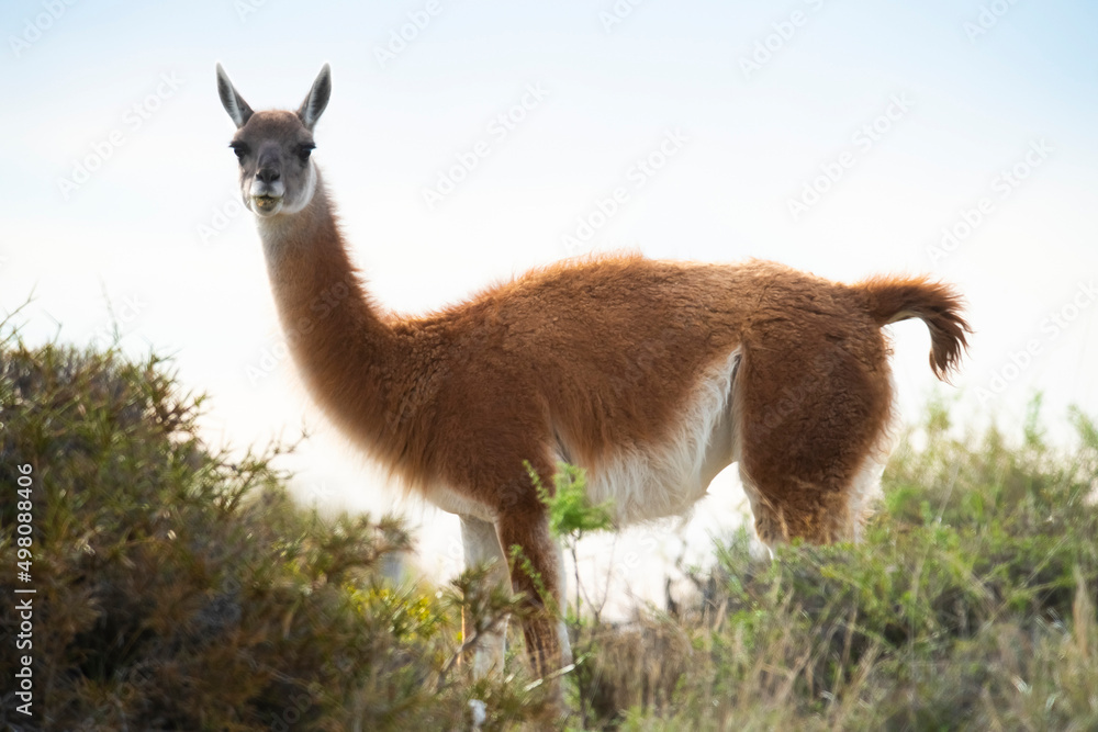 Fototapeta premium Guanaco in semidesertic landscape, Peninsula Valdes, Patagonia, Argentina