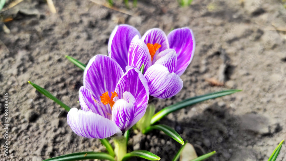 Two blossoming crocus flowers on the background of the earth Two blossoming crocus flowers on the background of the earth