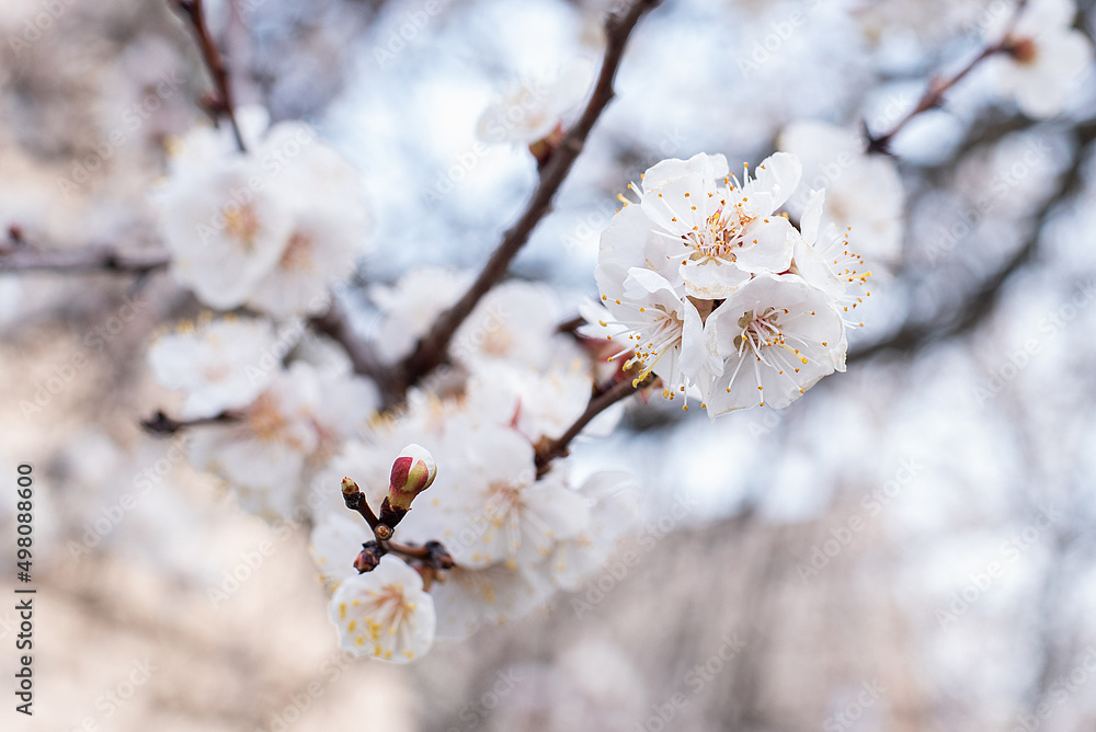 apricot color. spring april sakura bee on a flower apricot color. spring april sakura bee on a flower