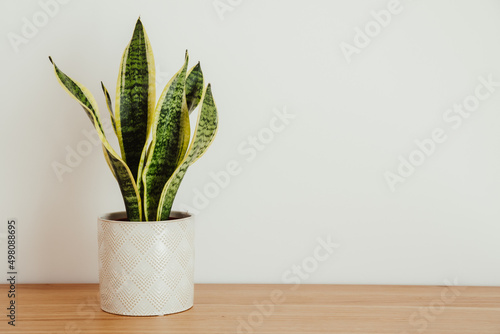 Sansevieria laurentii (Dracaena trifasciata, mother in law tongue, snake plant) against white background