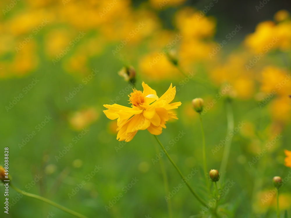 Yellow cosmos flower Yellow cosmos flower