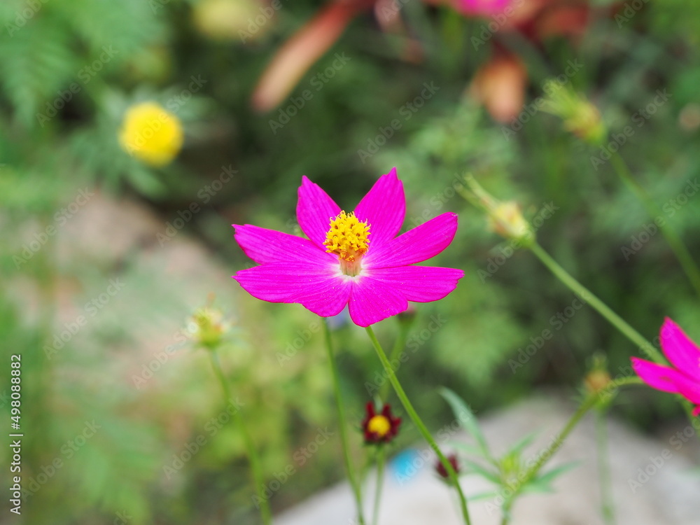 pink cosmos flower is blooming in the garden