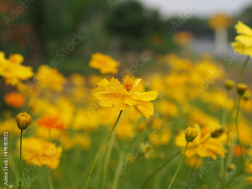 Yellow cosmos flower