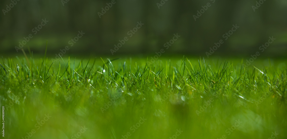 zielona trawa na wiosne, piękny zielony trawnik w ogrodzie - obrazy, fototapety, plakaty 