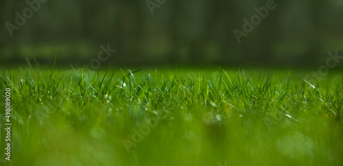 zielona trawa na wiosne, piękny zielony trawnik w ogrodzie photo