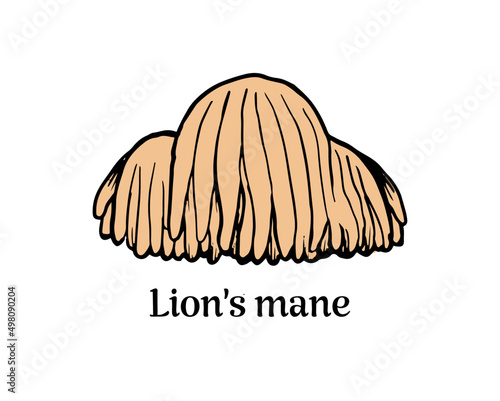 Lion's mane medicinal mushroom (Hericium erinaceus). Vector illustration of tree fungus.