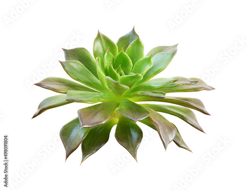 Succulent flower isolated o...