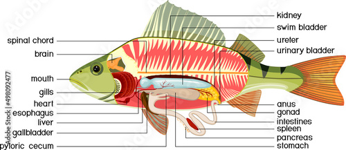 Fotografija Internal anatomy of fish