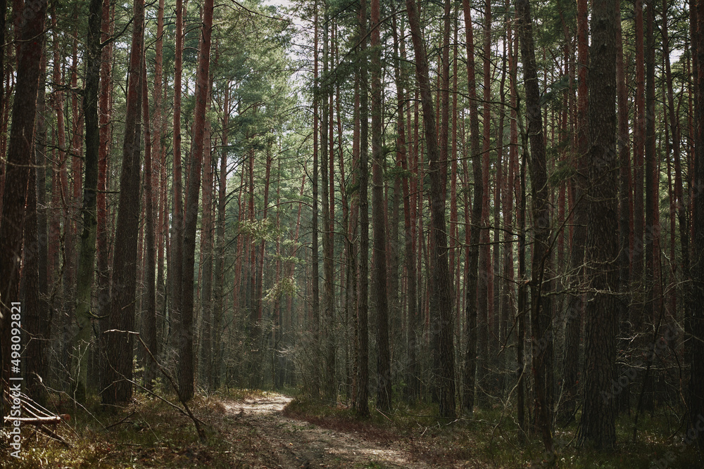 forest in the morning light on spring ukraine forest in the morning light on spring ukraine