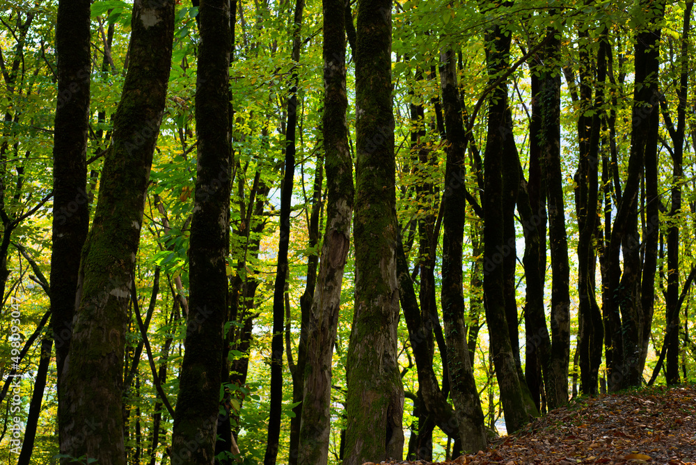 Forest backgrounds. Dark tree trunks with moss create vertical stripes. Green light shining through the leaves. Forest backgrounds. Dark tree trunks with moss create vertical stripes. Green light shining through the leaves.