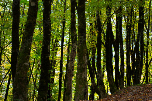 Forest backgrounds. Dark tree trunks with moss create vertical stripes. Green light shining through the leaves.