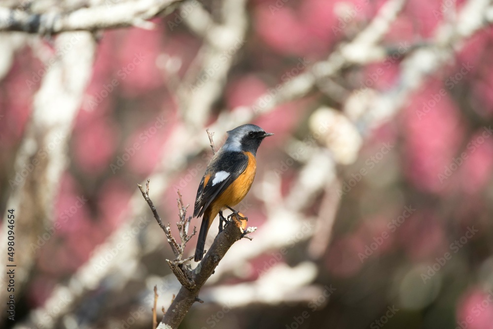 Naklejka premium ジョウビタキ