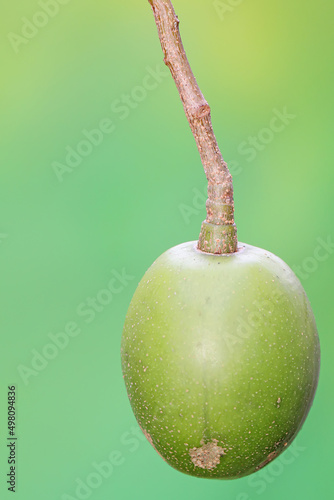 Fresh green ambarella or ataheitte apple. This plant has a scientific Spondias dulcis. photo