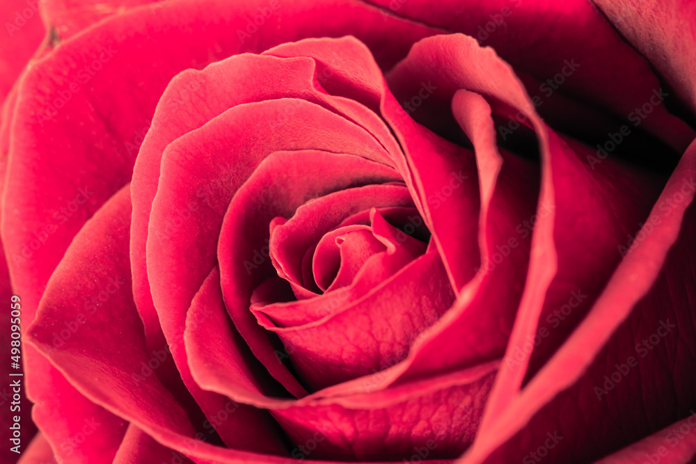 Pink rose macro background photo. Petals of pink rose in selective focus. Love, romance, commitment concept. Pink rose macro background photo. Petals of pink rose in selective focus. Love, romance, commitment concept.