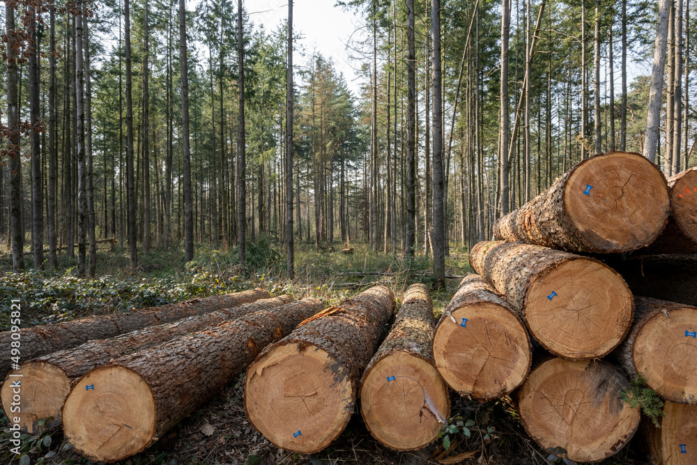 Tree logs piled up near a forest road Tree logs piled up near a forest road