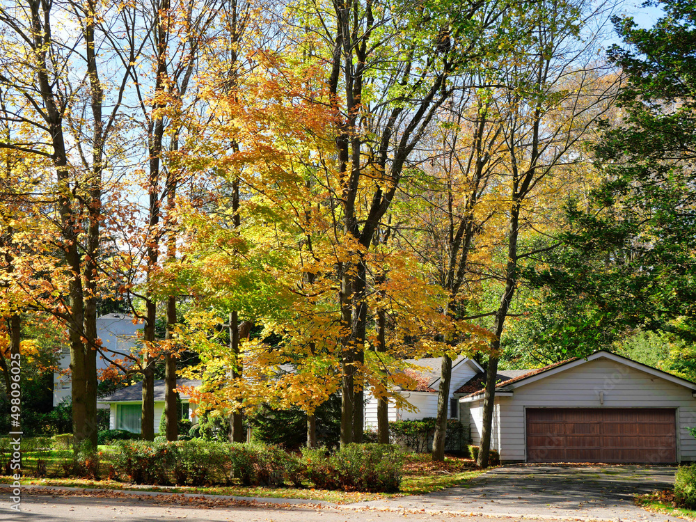 Suburban residential neighborhood with dense trees and fall foliage Suburban residential neighborhood with dense trees and fall foliage