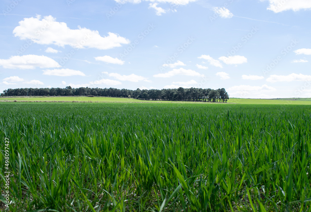 Vista de brote de cultivos en un prado.