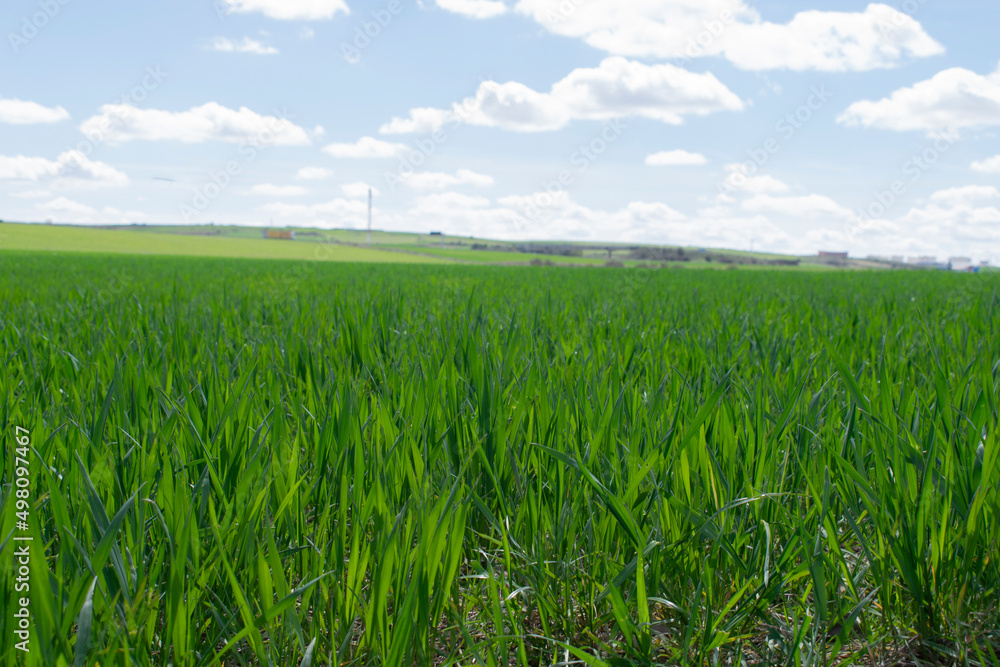 Vista de brote de cultivos en un prado.