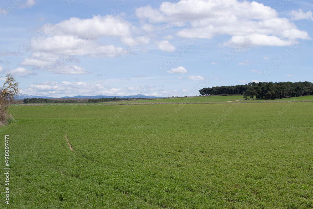 Obraz premium Paisaje de campos de cultivo verde en primavera.