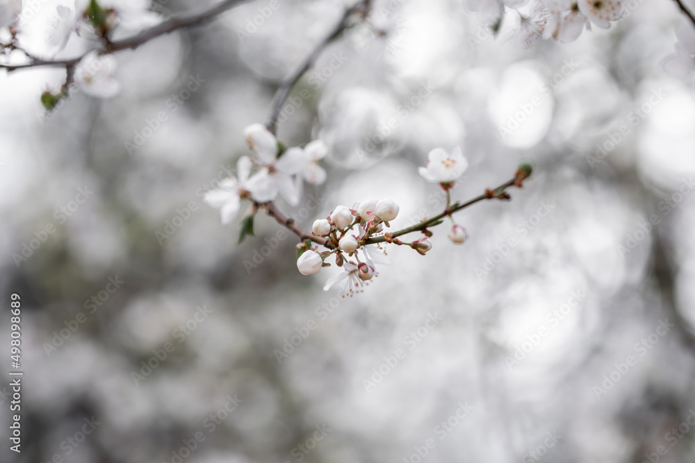 Kwitnące wiosenne drzewka śliwki mirabelki. Kwitnące drzewo wiosną w sadzie. - obrazy, fototapety, plakaty 