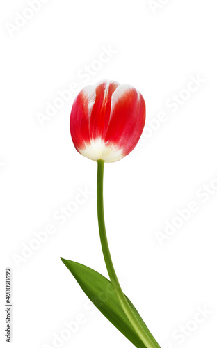 red tulip flower with green petal on white background photo