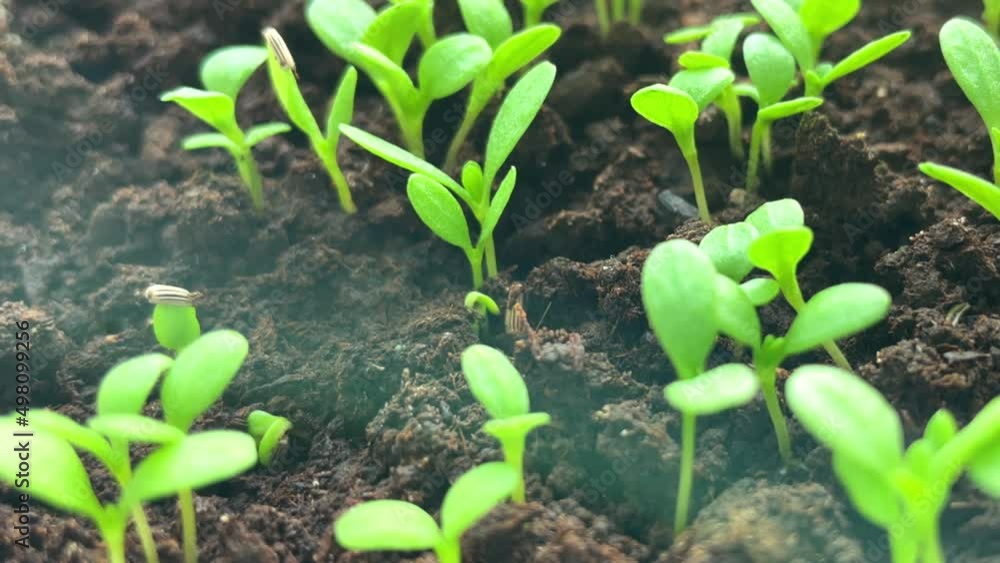 Green sprouts of a plant in soil. Close-up, macro, selective focus Green sprouts of a plant in soil. Close-up, macro, selective focus