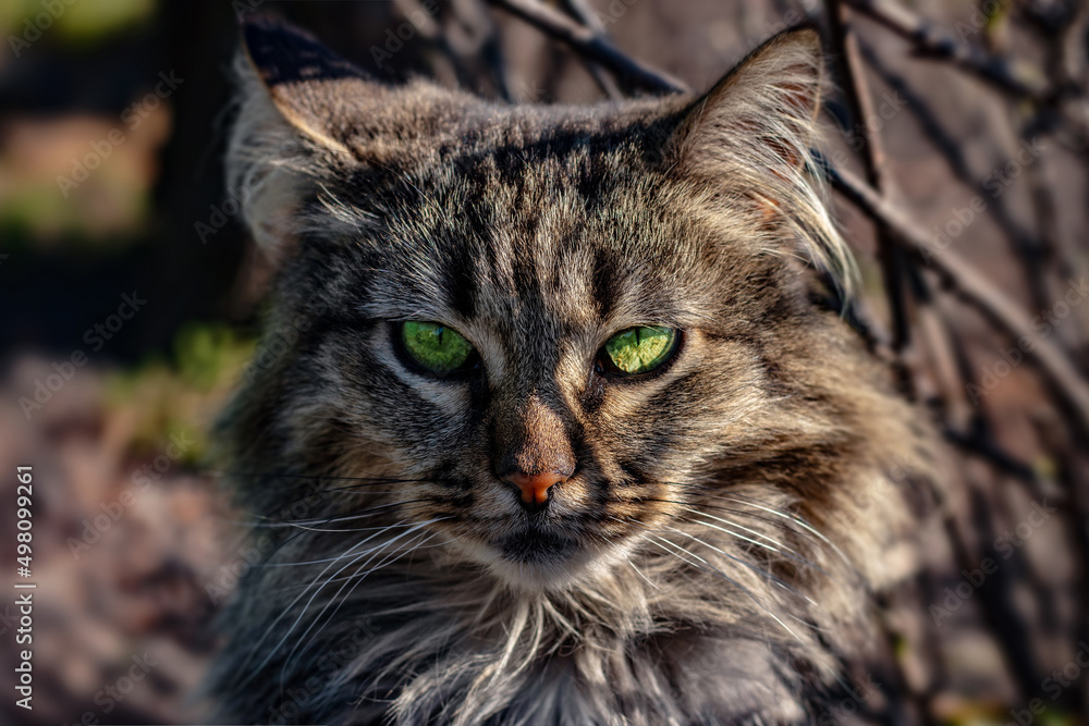 Portrait shot of a grey cat, with green eyes. The cat is sitting on grass.