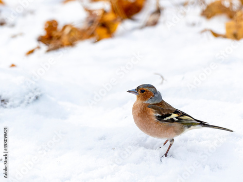Male chaffinch in a snow © Rein