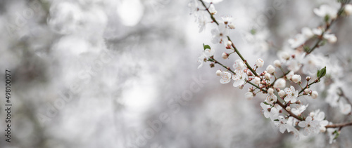 Blooming tree in the orchard in spring. Plum flowers