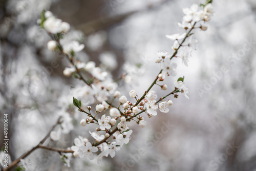 Kwitnące wiosenne drzewka śliwki mirabelki. Kwitnące drzewo wiosną w sadzie.