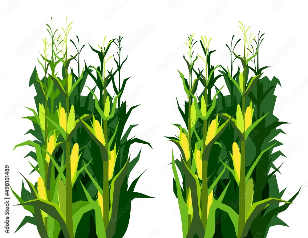 Fototapeta premium Harvest agricultural plant. Food product. Farmer farm illustration. Dense thickets. Rural summer field landscape. Object isolated on white background. Vegetable garden cultivation. Vector