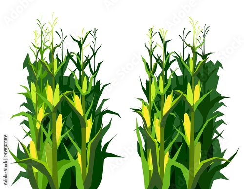 Harvest agricultural plant. Food product. Farmer farm illustration. Dense thickets. Rural summer field landscape. Object isolated on white background. Vegetable garden cultivation. Vector