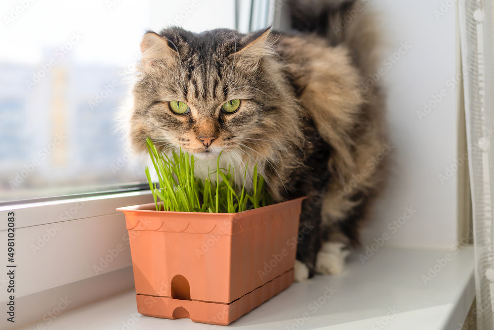 cat sniffs and eats fresh grass oats on the window. pet food.