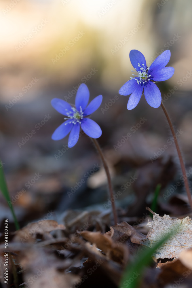 Close up or macro of a blue spring flower Close up or macro of a blue spring flower