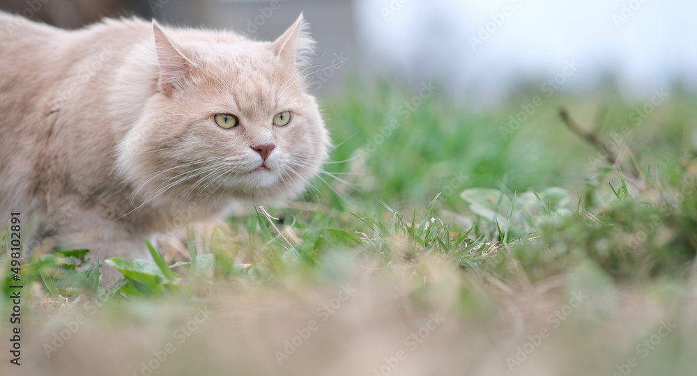 A fluffy cat of an unusual color roams in the yard.