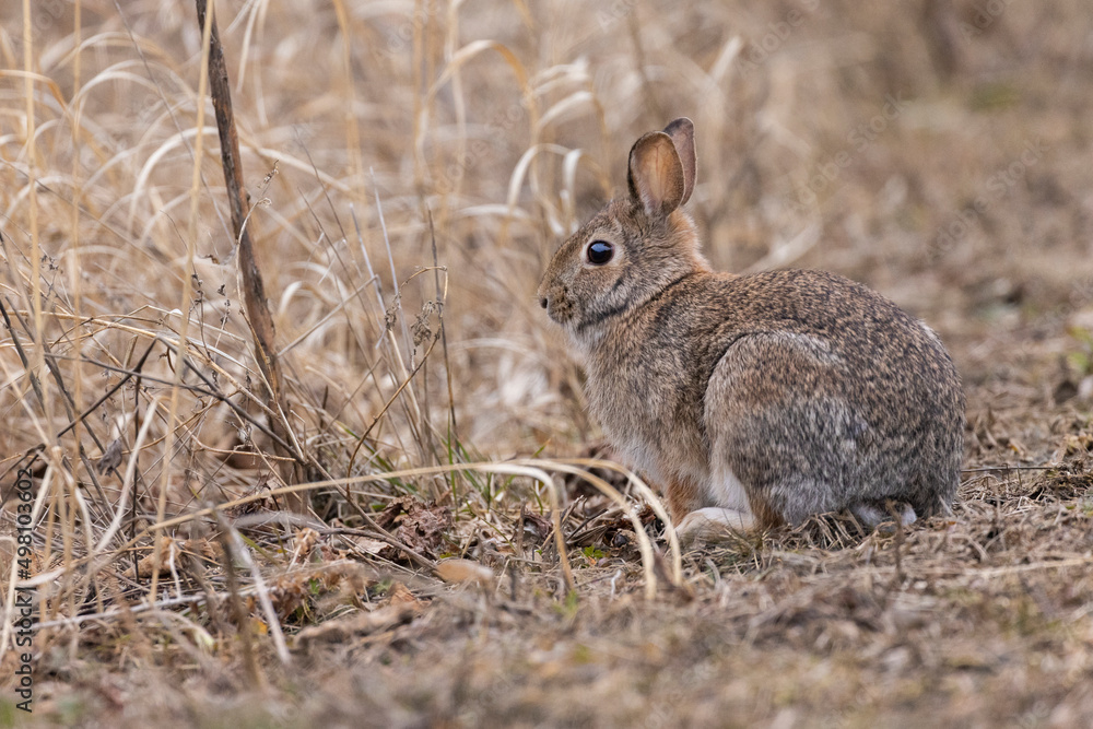 Fototapeta premium eastern cottontail bunny in early spring