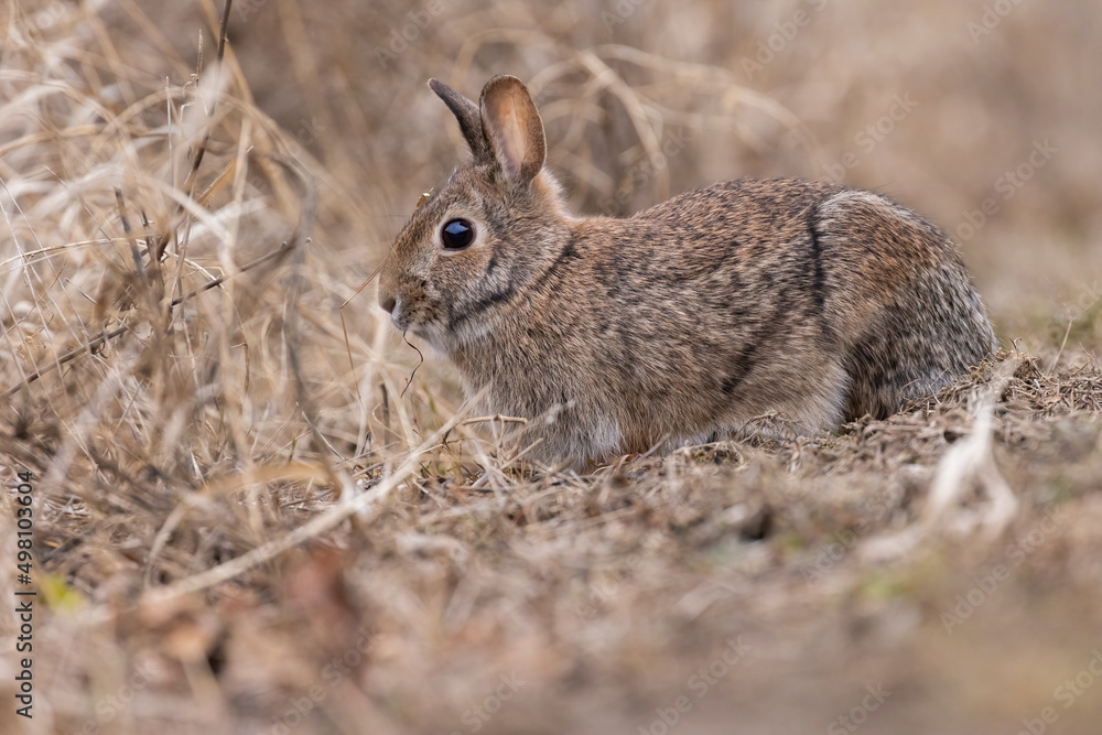 eastern cottontail bunny in early spring eastern cottontail bunny in early spring