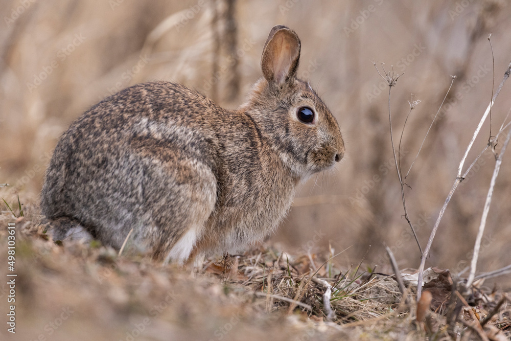 Fototapeta premium eastern cottontail bunny in early spring
