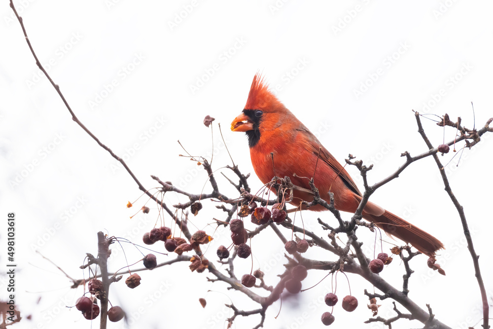 Male Northern Cardinal eating berries in winter Male Northern Cardinal eating berries in winter