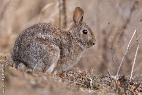 eastern cottontail bunny in early spring © Mircea Costina